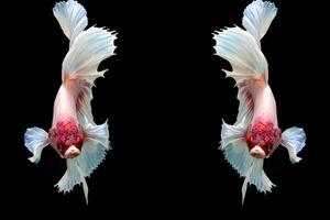 Fancy rose tail half moon betta fish on black photo