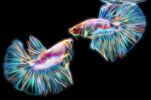 Betta fish in glowing modes photo