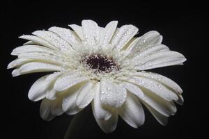 blanco gerbera flor en negro foto