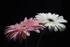 blanco y rosado gerbera flor en negro foto