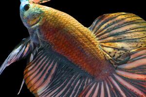 Stunning golden betta fish on black photo