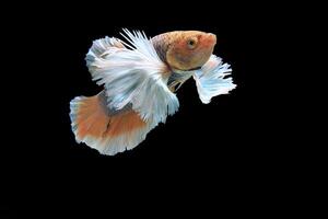 Dumbo ear yellow fancy betta fish photo