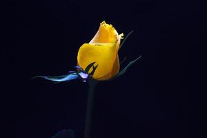 amarillo Rosa flor brote en negro antecedentes foto