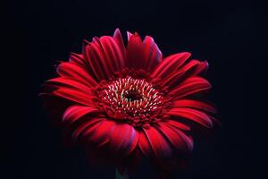 hermosa rojo gerbera flor, transvaal margarita foto