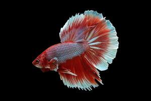 Beautiful red lavender halfmoon betta fish on black background photo