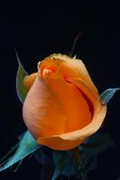 Orange rose on black background photo