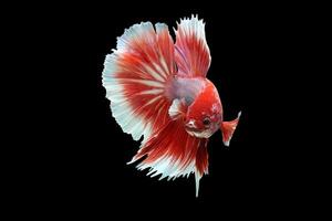 Beautiful red lavender halfmoon betta fish on black background photo