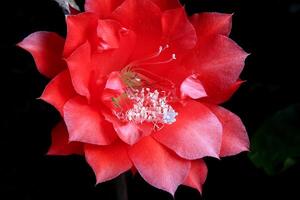 rojo flor de espina cactus, disocactus anguliger ,epífilo anguliger, comúnmente conocido como el espina cactus o zig zag foto