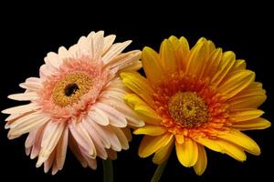 Orange and pink isolated gerbera on black background. Orange and pink gerbera flower head photo