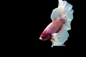 Fancy rose tail half moon betta fish on black photo