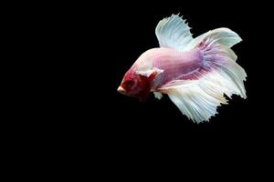 Fancy rose tail half moon betta fish on black photo