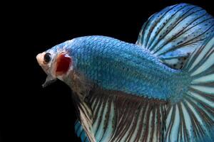 Blue monster giant betta fish photo