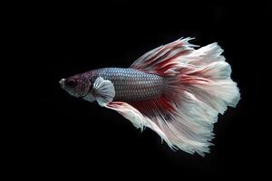 Fancy rose tail half moon betta fish on black photo