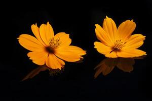Beautiful close up of yellow flower on black photo