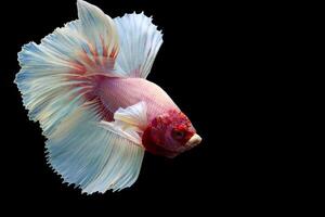 Fancy rose tail half moon betta fish on black photo