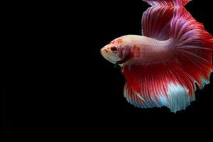 Fancy Color halfmoon betta on  black background photo