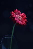 Beautiful red gerbera flower, Transvaal daisy photo