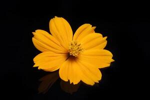 Beautiful close up of yellow flower on black photo