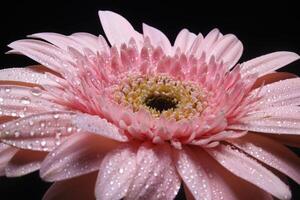 Pink gerbera flower on black photo