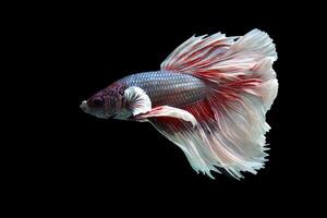 Beautiful big ears halfmoon betta fish on black photo