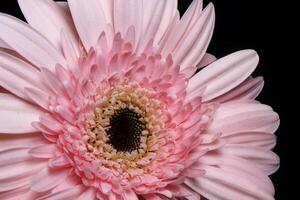 rosado gerbera flor en negro foto