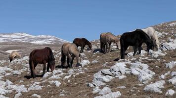 une troupeau de sauvage les chevaux de Livno avec cincar Montagne dans le Contexte couvert avec neige. sauvage les chevaux en mangeant dans le montagnes sur une hiver ensoleillé journée. video