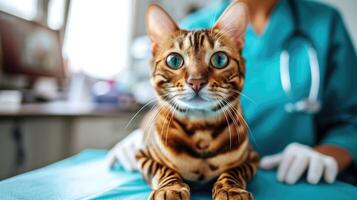 ai generado generativo ai, linda gato siendo examinado por profesional veterinario en veterinario clínica foto