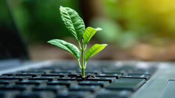 ai generado generativo ai, planta creciente desde el ordenador portátil teclado. ecología y ambiente concepto foto