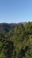 verticale video di montagna foresta aereo Visualizza