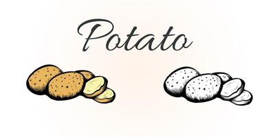 Farm potato whole and slice. Vector engraving vintage color illustration isolated on white background. Design elements for food poster, recipes, label, menu. Organic food concept.