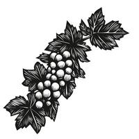 gHand drawn grapevine and grapes vector illustration isolated on white background. wine leaves and bunch of grapes retro engraving design element for label, menu, recipes. Etching, woodcut style.