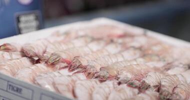 Box Full Of Ice With Shrimps On Display. close up video