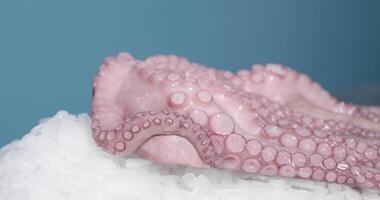dichtbij omhoog van vers rauw Octopus Aan ijs - langzaam beweging, zijwaarts video