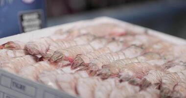 crevettes soigneusement arrangé dans le boîte plein de glace. lent mouvement video