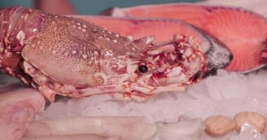 Lobster, Clams, And Salmon Steak Cuts On Top Of The Ice. close up video