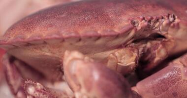 Feelers Of The Red Crab Moves With Its Claws Tucked In. close up video