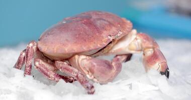 rood krab kruipt Aan top van de ijs met blauw achtergrond. langzaam beweging video