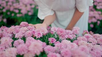 woman in a white shirt sitting in a pink flower garden video