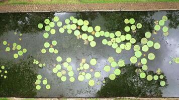 Aerial view of Victoria's water lilies on the island of Mauritius in the Botanic garden video