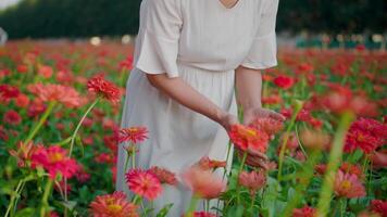 A woman's hand touches a beautiful pink flower. video