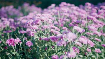 Purple flowers in the beautiful garden video