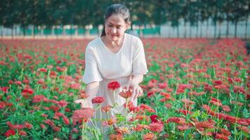 mulher dentro uma lindo vestir é feliz dentro uma campo do Rosa flores esperando dentro lugar.sorrindo liberdade flor Prado verde panorama video