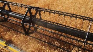 The combine harvester of an agricultural machine harvests from a field of golden ripe wheat.A combine harvester is working in a wheat field.The combine moves across the field and mows wheat video