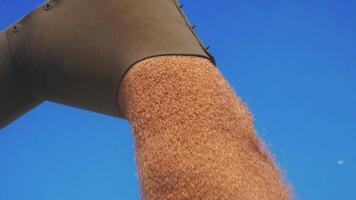 Combine loading wheat grain in truck at evening. Yellow dry kernels falling from harvester auger. View on stream of freshly harvested barley pouring in trailer. Beautiful sky at background. Slow mo video