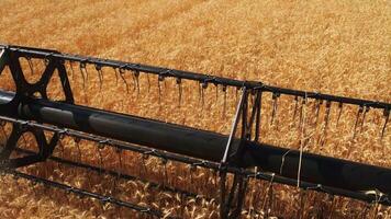 The combine harvester of an agricultural machine harvests from a field of golden ripe wheat.A combine harvester is working in a wheat field.The combine moves across the field and mows wheat video