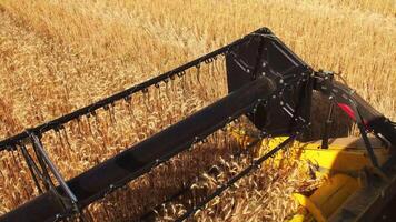 The combine harvester of an agricultural machine harvests from a field of golden ripe wheat.A combine harvester is working in a wheat field.The combine moves across the field and mows wheat video