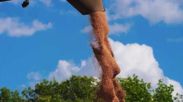 combinare Caricamento in corso Grano grano nel camion a sera. giallo asciutto noccioli caduta a partire dal mietitore trivella. Visualizza su ruscello di appena raccolto orzo scrosciante nel trailer. bellissimo cielo a sfondo. lento mo video