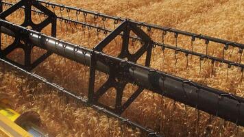 The combine harvester of an agricultural machine harvests from a field of golden ripe wheat.A combine harvester is working in a wheat field.The combine moves across the field and mows wheat video