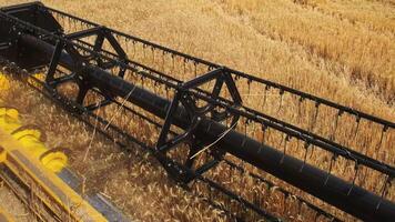 The combine harvester of an agricultural machine harvests from a field of golden ripe wheat.A combine harvester is working in a wheat field.The combine moves across the field and mows wheat video