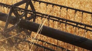 The combine harvester of an agricultural machine harvests from a field of golden ripe wheat.A combine harvester is working in a wheat field.The combine moves across the field and mows wheat video